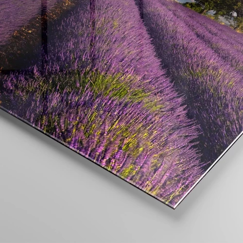 Cuadro sobre vidrio - Impresiones sobre Vidrio - Campos de lavanda - 50x70 cm