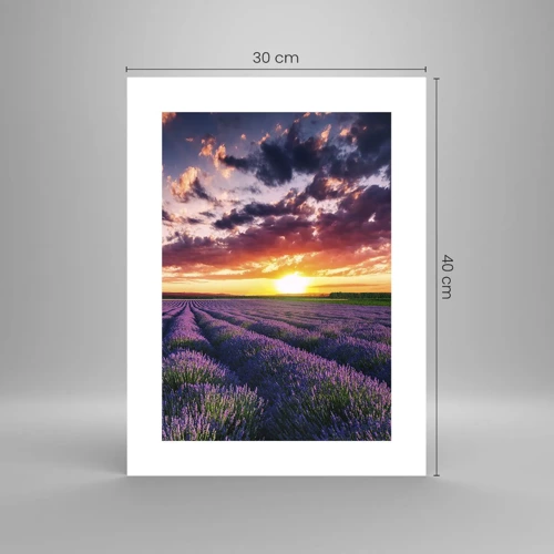 Póster - El mundo de la lavanda - 30x40 cm