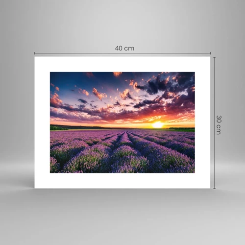 Póster - El mundo de la lavanda - 40x30 cm