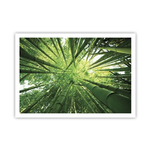 Póster - En un bosquecillo de bambú - 100x70 cm
