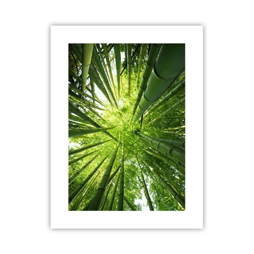 Póster - En un bosquecillo de bambú - 30x40 cm