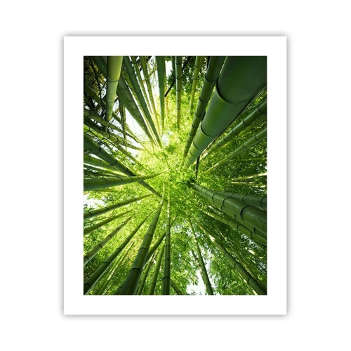Póster - En un bosquecillo de bambú - 40x50 cm