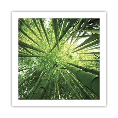 Póster - En un bosquecillo de bambú - 50x50 cm