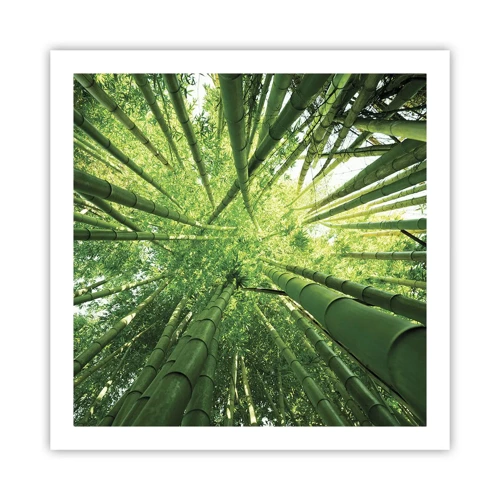 Póster - En un bosquecillo de bambú - 60x60 cm
