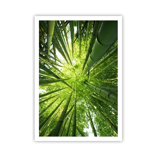 Póster - En un bosquecillo de bambú - 70x100 cm