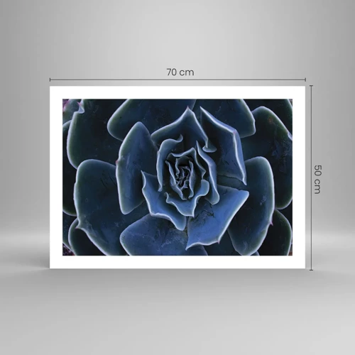 Póster - Flor del desierto - 70x50 cm