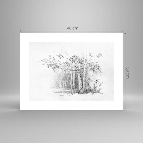 Póster - La luz de un bosque de abedules - 40x30 cm