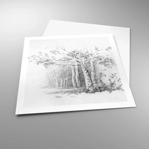 Póster - La luz de un bosque de abedules - 60x60 cm