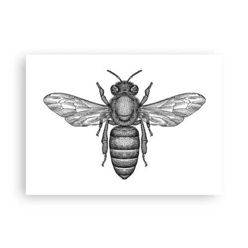 Póster - Retrato de insecto - 70x50 cm