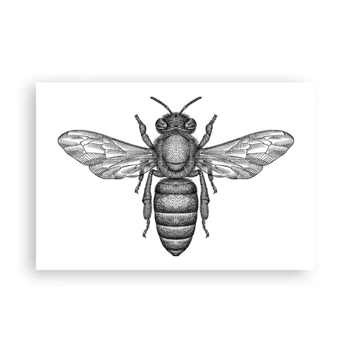 Póster - Retrato de insecto - 91x61 cm