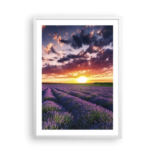 Póster en marco blanco - El mundo de la lavanda - 50x70 cm