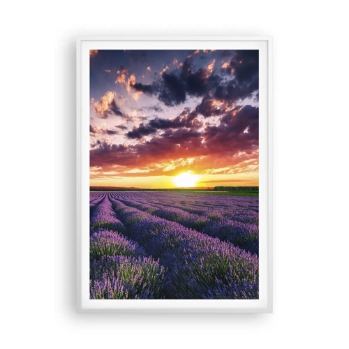 Póster en marco blanco - El mundo de la lavanda - 70x100 cm