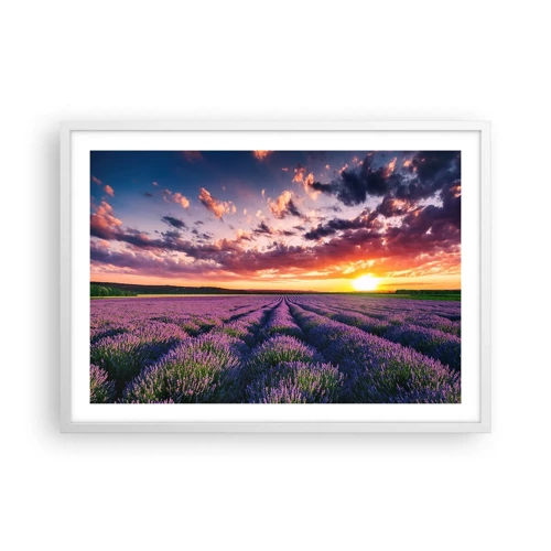 Póster en marco blanco - El mundo de la lavanda - 70x50 cm