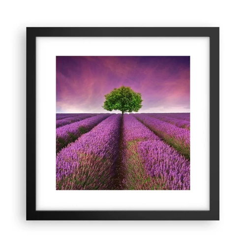 Póster en marco negro - En los campos de lavanda - 30x30 cm