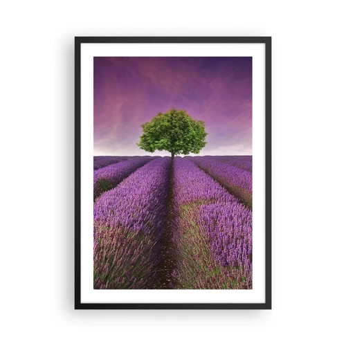 Póster en marco negro - En los campos de lavanda - 50x70 cm