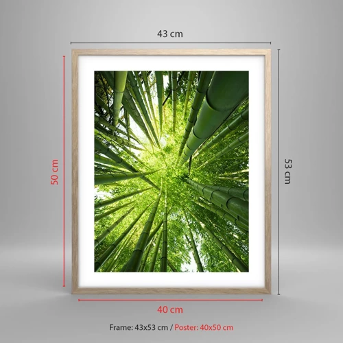 Póster en marco roble claro - En un bosquecillo de bambú - 40x50 cm